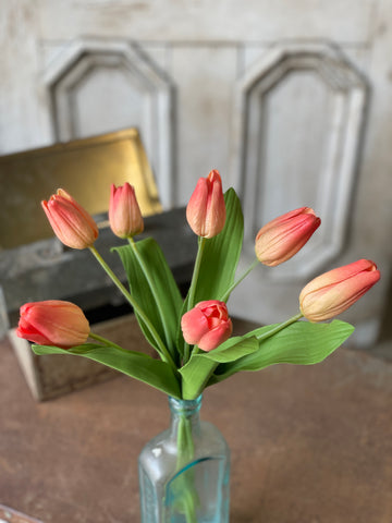 Tulip Time-Peach