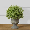 Eucalyptus Urn
