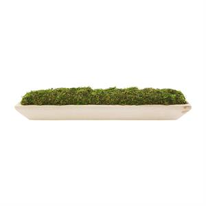 MOSS TRAY