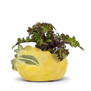 Lemon Planter Sm