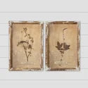 Framed Prints - Vintage Botanical