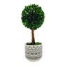 Boxwood Topiary Tree W/ Pot H14"