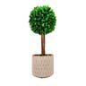 Boxwood Topiary Tree W/ Pot H14"