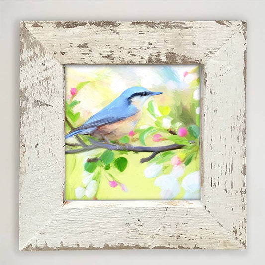 Nut Hatch Blue Bird